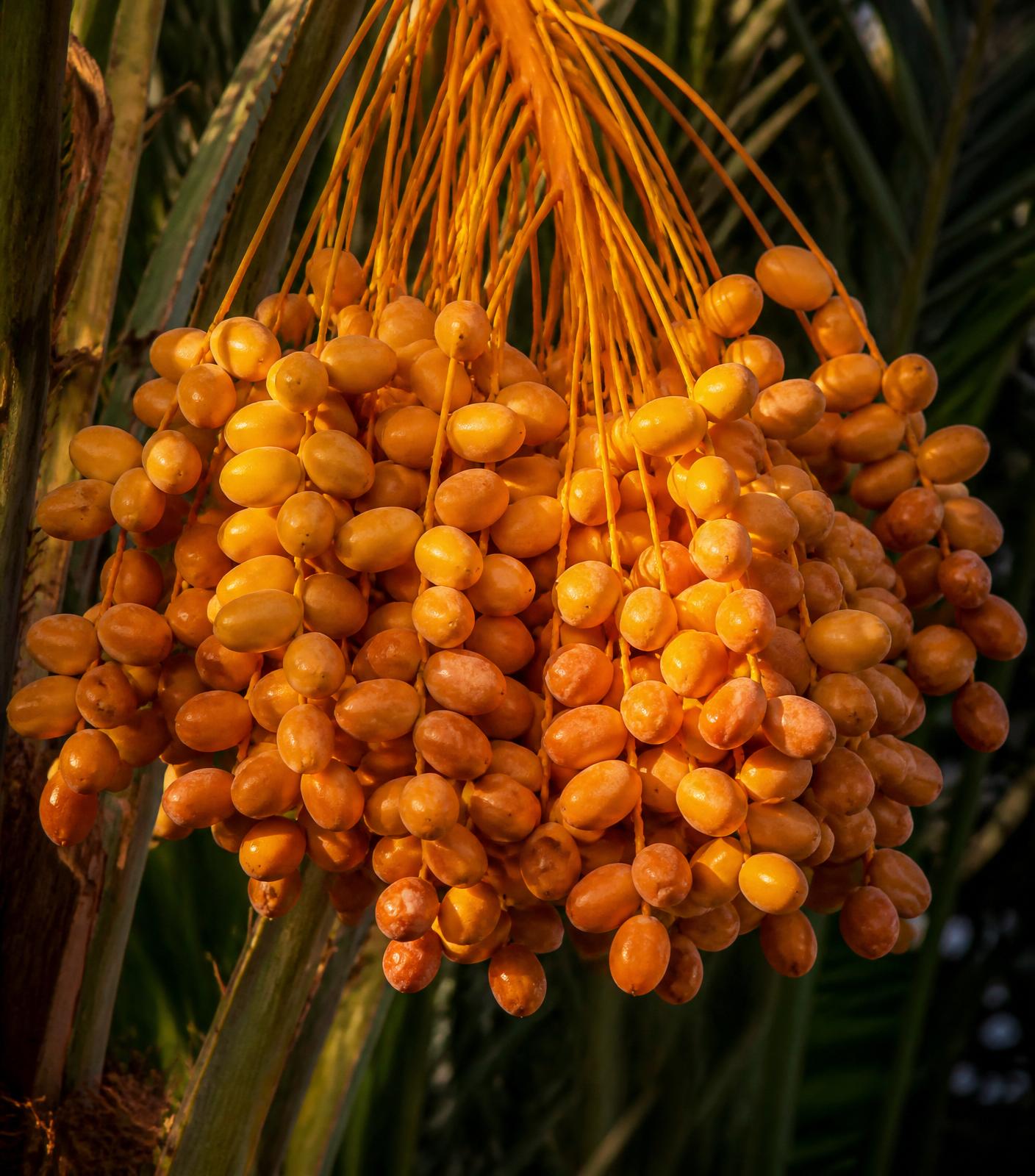 Agro ABL packaging